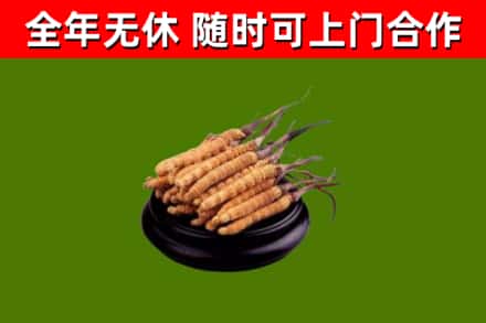伊美区烟酒回收冬虫夏草.jpg